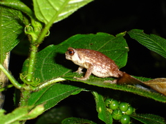 Callulina kisiwamsitu