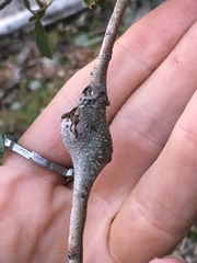 Dryocosmus asymmetricus