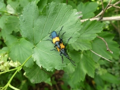 Desmocerus palliatus