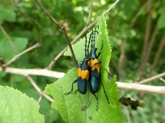 Desmocerus palliatus