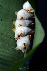 Ectophylla alba