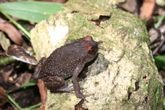Callulina laphami