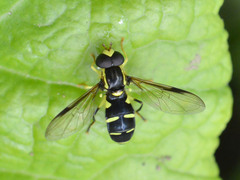 Xanthogramma stackelbergi