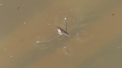 Limnometra