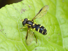 Xanthogramma stackelbergi