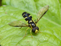 Xanthogramma stackelbergi