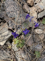 Delphinium nuttallianum