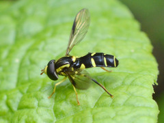 Xanthogramma stackelbergi