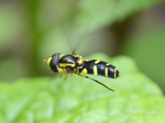 Xanthogramma stackelbergi
