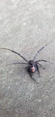 Latrodectus hesperus