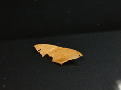 Prochoerodes tetragonata