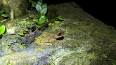 Kurixalus eiffingeri