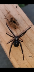 Latrodectus hesperus