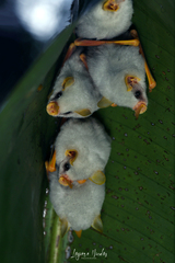 Ectophylla alba