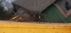 Latrodectus hesperus