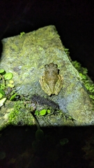 Kurixalus eiffingeri