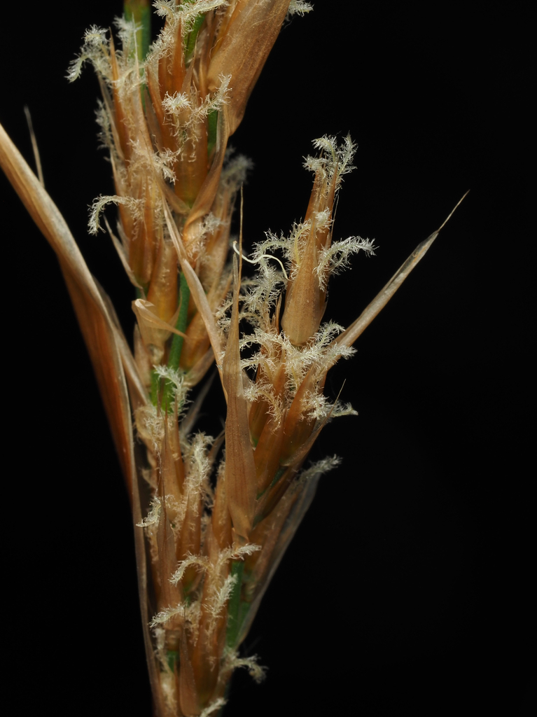 Lepyrodia