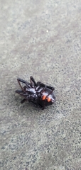 Latrodectus hesperus