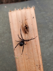 Latrodectus hesperus