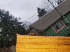 Latrodectus hesperus