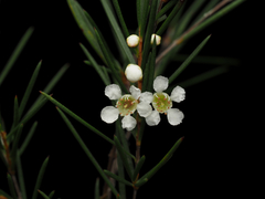 Baeckea linifolia