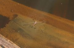 Limnometra