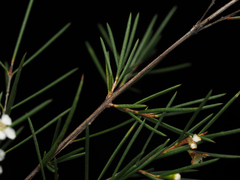 Baeckea linifolia