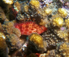 Cirrhitichthys oxycephalus