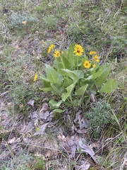 Balsamorhiza