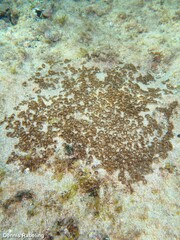 Palythoa grandiflora