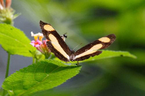 Photo of Orange Plane (Pantoporia consimilis)