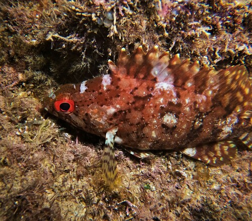 Pacific mutton hamlet (Alphestes immaculatus) — Serranidae — 5