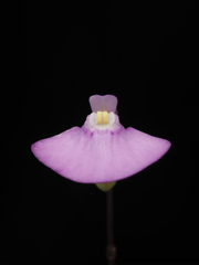 Utricularia uniflora