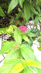 Pentas lanceolata