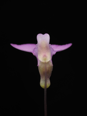 Utricularia uniflora