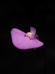Utricularia uniflora