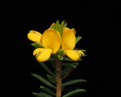Pultenaea tuberculata