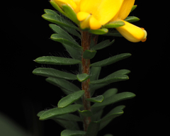 Pultenaea tuberculata