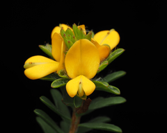 Pultenaea tuberculata