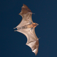 Pteropus vampyrus