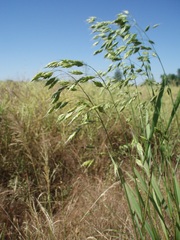 Bromus secalinus