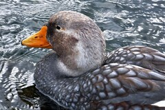 Tachyeres brachypterus