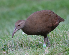 Gallirallus sylvestris