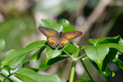Hypocysta irius