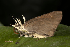 Akanthomyces tuberculatus