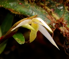 Maxillaria acuminata