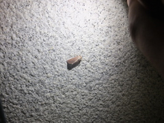 Eublemma