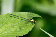 Austroargiolestes aureus