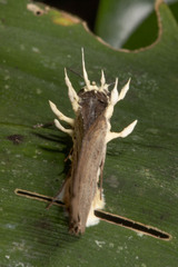 Akanthomyces tuberculatus