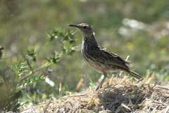 Certhilauda curvirostris